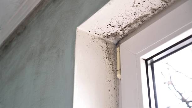 Best Industrial Mold Remediation in Coopertown, TN