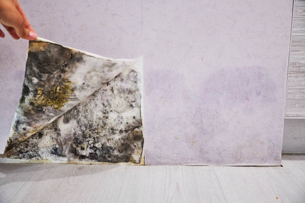 Best DIY Mold Remediation Support Services in Coopertown, TN